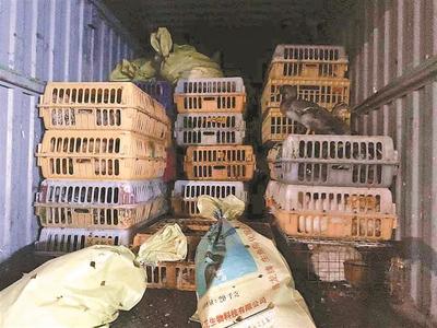 逾千只活禽在东门被“当场抓获” 城市家禽销售的隐患与治理