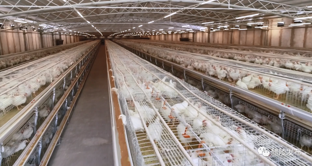 醴陵新增两家省级农业产业化龙头企业，助推家禽销售迈上新台阶