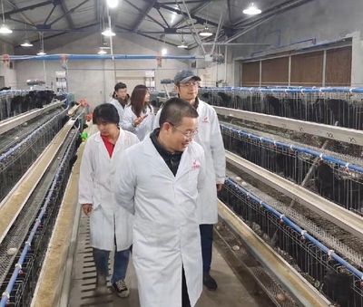 泸州乌鸡产业发展调研 高校专家助阵家禽销售新路径