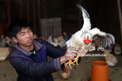 南昌家禽市场销售遇冷