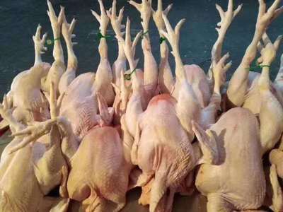 家禽脚环食品追溯系统 创新营销与养殖管理新篇章