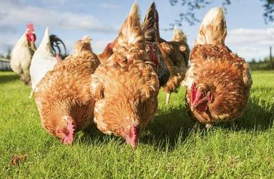 认养家禽 从养殖到销售的完整策略指南