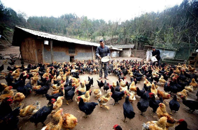 2021年家禽销售市场展望 四大品类或将迎来“大涨”，农民增收新机遇来临？