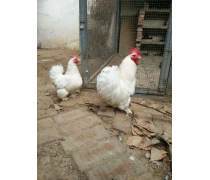 家禽新宠白桂鸡 优质肉禽产品的销售指南与产品信息