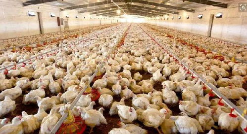 警惕家禽原生动物感染 年损超30亿美元，无抗时代下的防治新策略