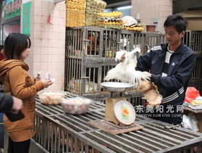 家禽销售中的健康智慧 靓鸡煮熟，禽流感无忧