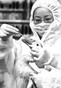 家禽销售与传染病增多的关联探析