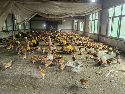 板溪镇 林下跑山鸡 激活绿色家禽销售新动能