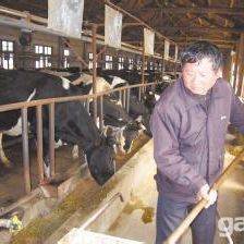 专业合作社急售优质高产奶牛与西门塔尔肉牛犊，免费运送服务